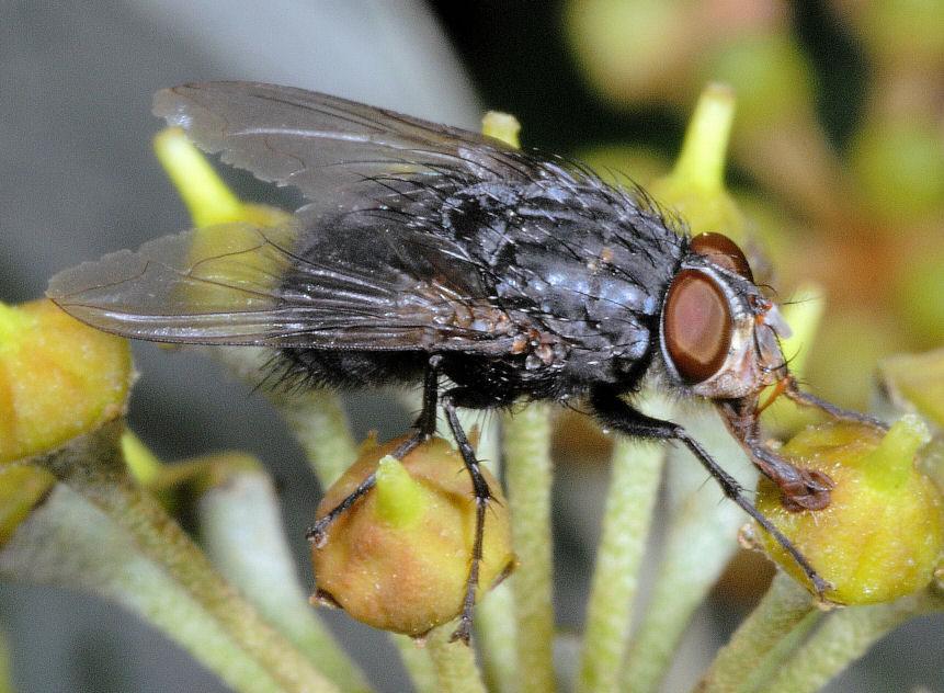 Immagini di macrofotografia